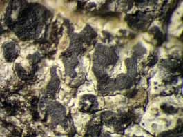 [Arthothelium sp. A]