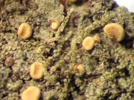 [Bacidia sp.?]
