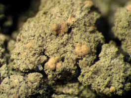 [Bacidina sp.?]
