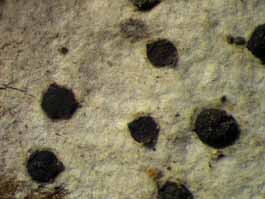 [Bactrospora myriadea]