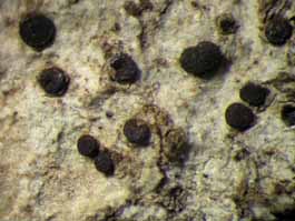 [Bactrospora myriadea]