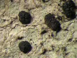 [Bactrospora metabola]