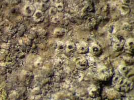 [Biatorella sp.?]