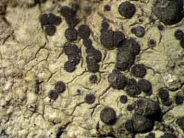 [Buellia sp.]