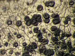 [Buellia sp.]