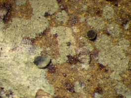 [Calopadia subcoerulescens]