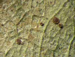[Calopadia sp.]