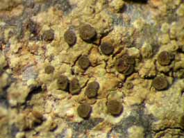 [Caloplaca sp.]
