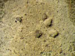 [Calopadia sp.]