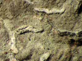 [Carbacanthographis marcescens]