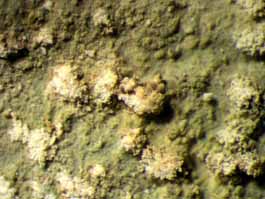 [Malcolmiella sp.]
