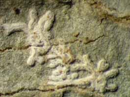 [Carbacanthographis marcescens]
