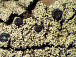 [Catinaria sp.]