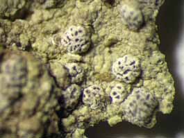 [Chiodecton leptosporum]