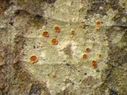 [Chroodiscus australiensis]