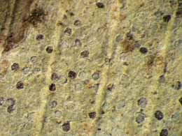 [Chroodiscus mirificus]