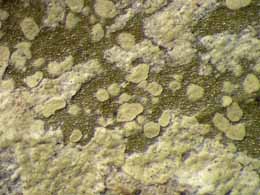 [Chroodiscus mirificus]