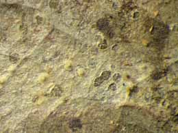 [Chroodiscus mirificus]