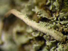 [Cladonia subradiata]