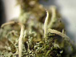 [Cladonia subradiata]