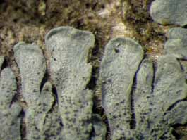 [Coccocarpia palmicola]