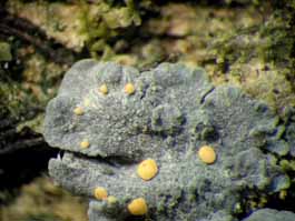 [Coccocarpia rottleri]