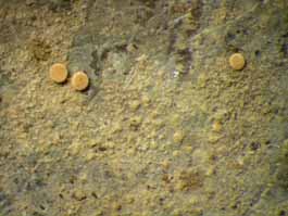 [Coenogonium dilucidum]