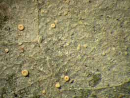 [Coenogonium dilucidum]