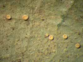 [Coenogonium dilucidum]