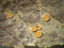 [Coenogonium subluteum]