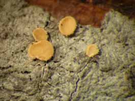 [Coenogonium sp.]