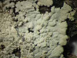 [Crocynia pyxinoides]