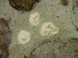 [Cryptothecia candida]