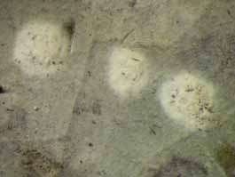 [Cryptothecia candida]