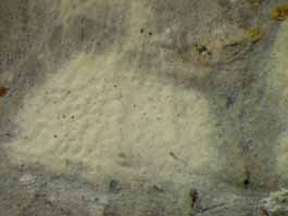 [Cryptothecia candida]