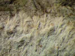 [Cryptothecia granularis]