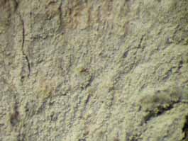 [Cryptothecia granularis]
