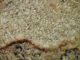 [Cryptothecia granularis]