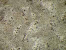 [Cryptothecia lunulata]