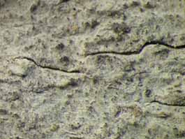 [Cryptothecia lunulata]