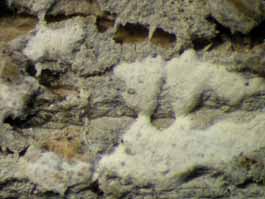 [Cryptothecia lunulata]