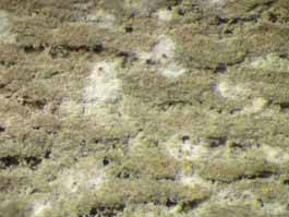 [Cryptothecia lunulata]