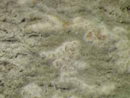 [Cryptothecia lunulata]