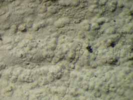 [Cryptothecia scripta]