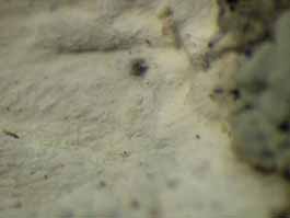 [Cryptothecia scripta]