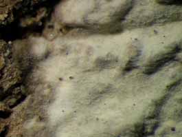 [Cryptothecia scripta]