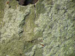 [Cryptothecia subnidulans]