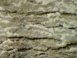 [Cryptothecia subnidulans]