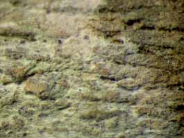 [Cryptothecia subnidulans]