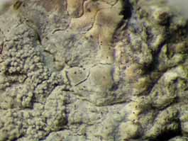 [Cryptothecia sp.]
